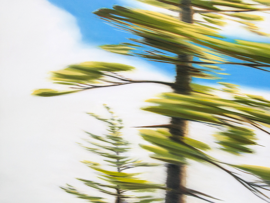 Two Trees, NB, 20x30 inches, oil painting, Patricia Morris